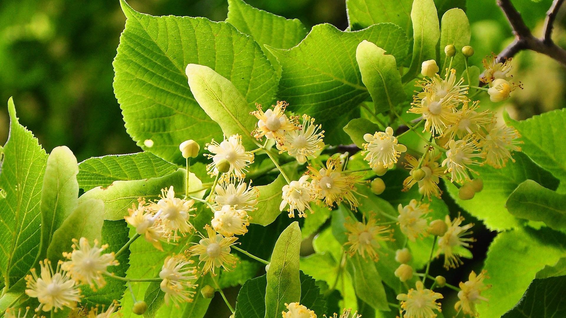 A hársfa bemutatása, gyógyhatásai