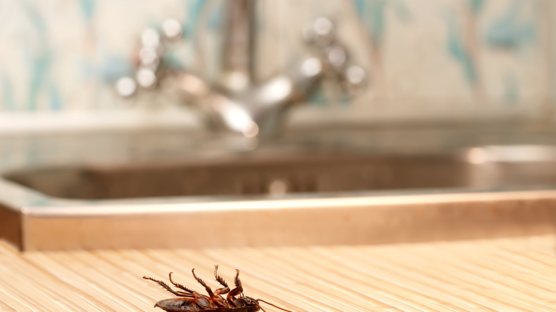 Rovarölő szerek házilag