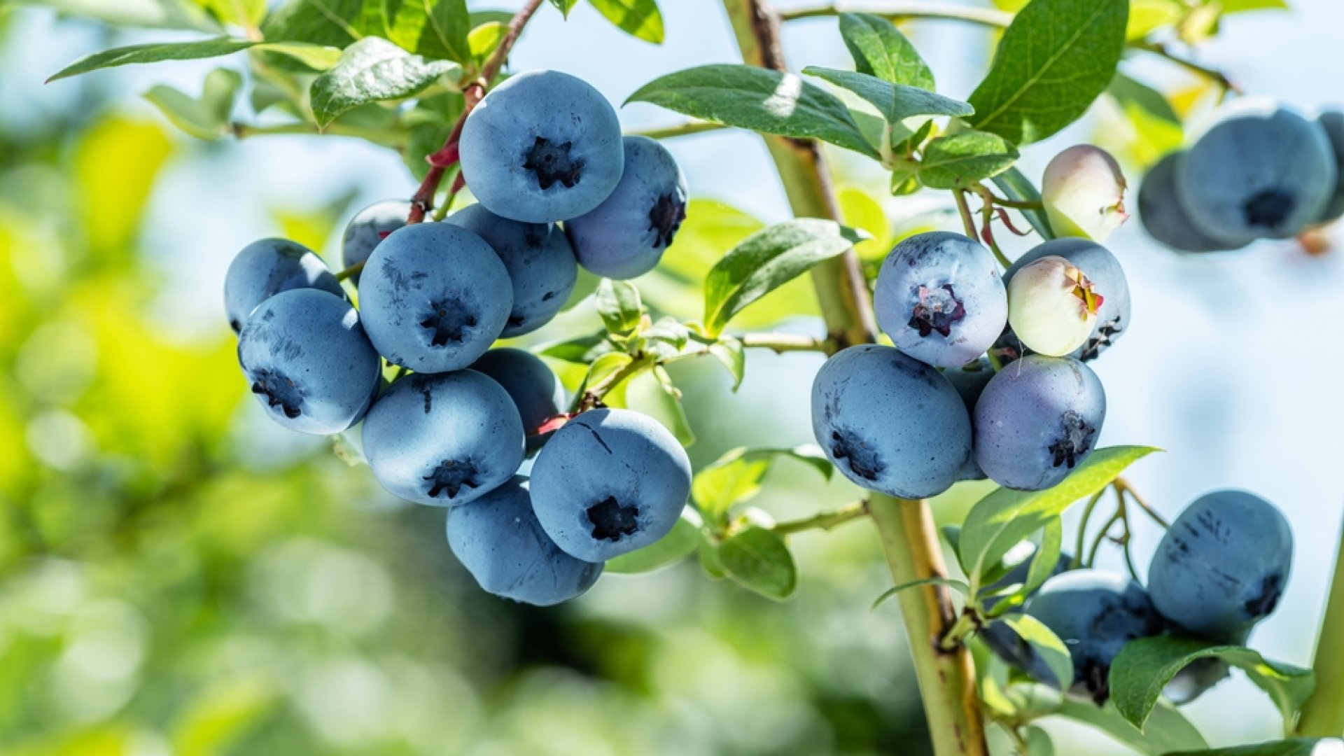 Így neveld áfonyádat a kertedben!