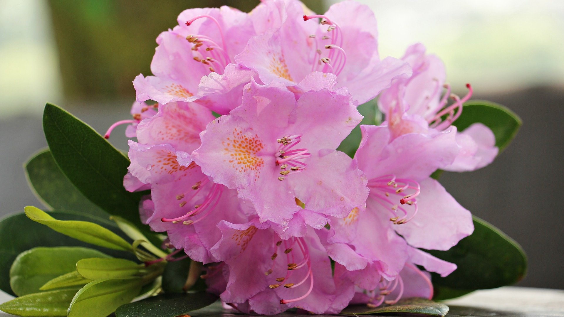 Mérgező szobanövények - Vigyázz velük te is!