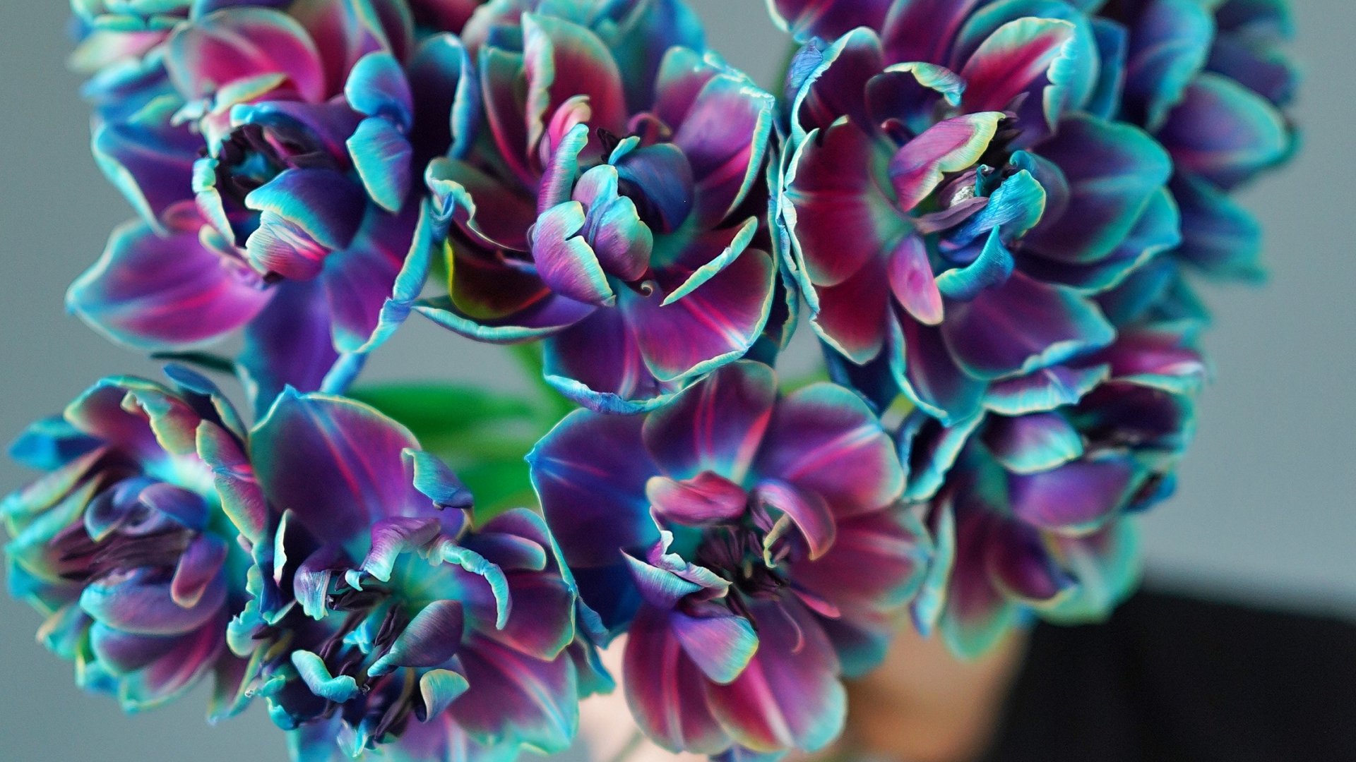 Hasznos információk a futómuskátli gondozásáról