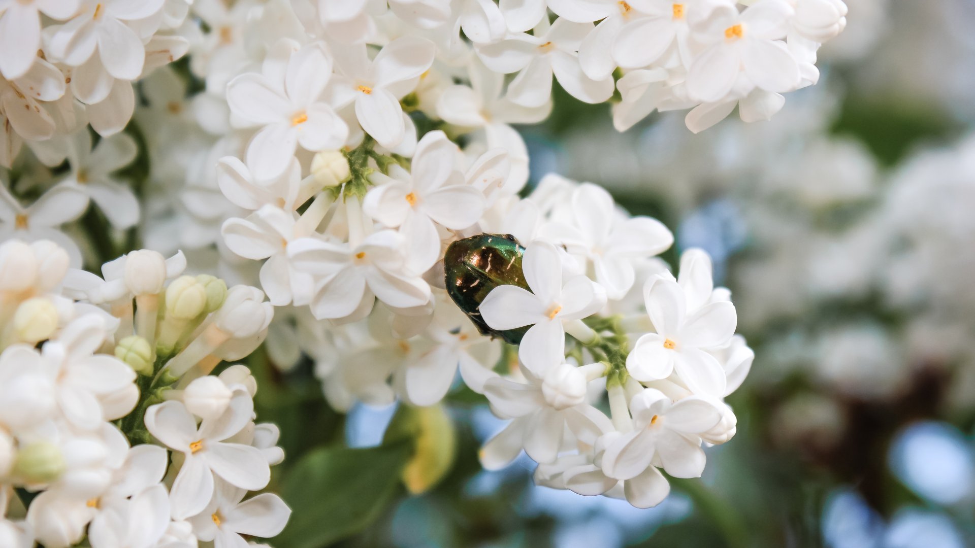 Hamarosan virágzik a tavasz egyik legszebb növénye, a májusi orgona! 