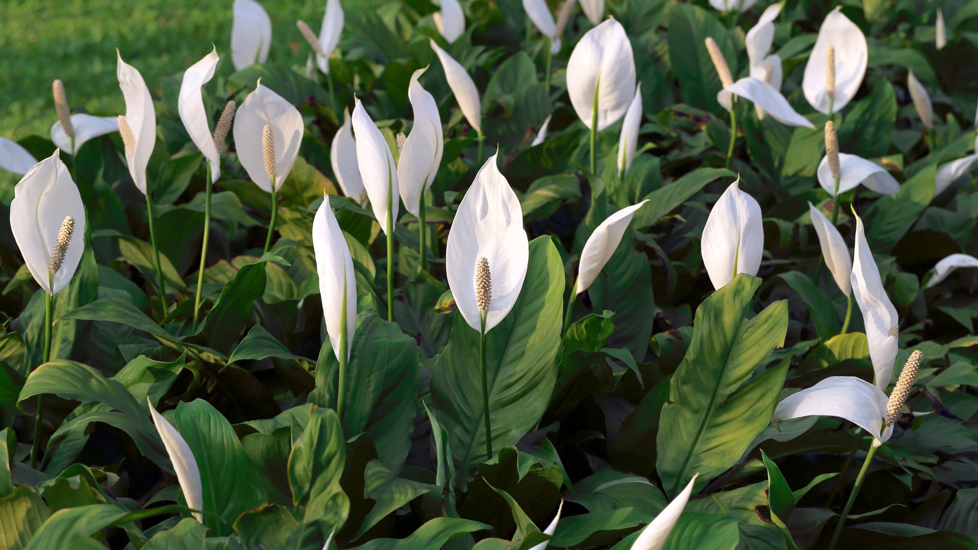 Hasznos információk a vitorlavirágról