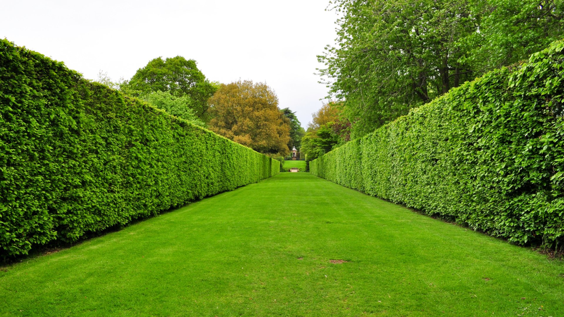 Sövények telepítése, fenntartása saját kezűleg