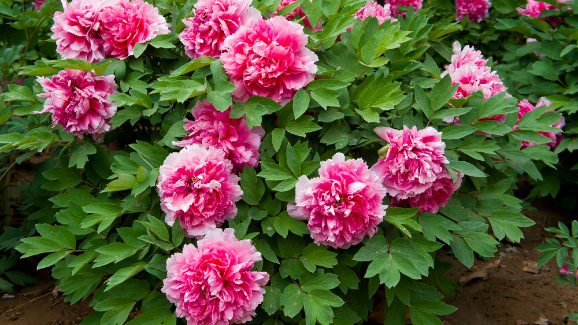 A májusi kertek királynője - Hasznos tudnivalók a pünkösdi rózsáról