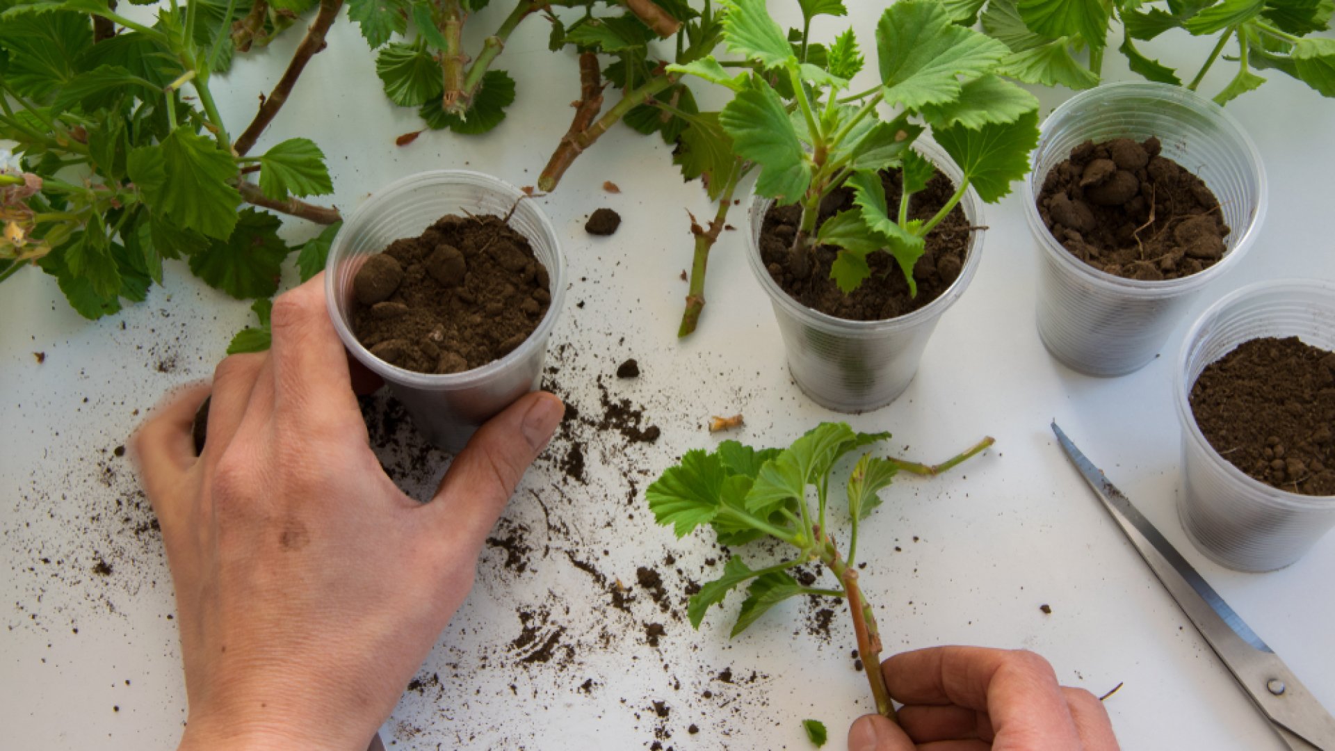 Muskátli szaporítása