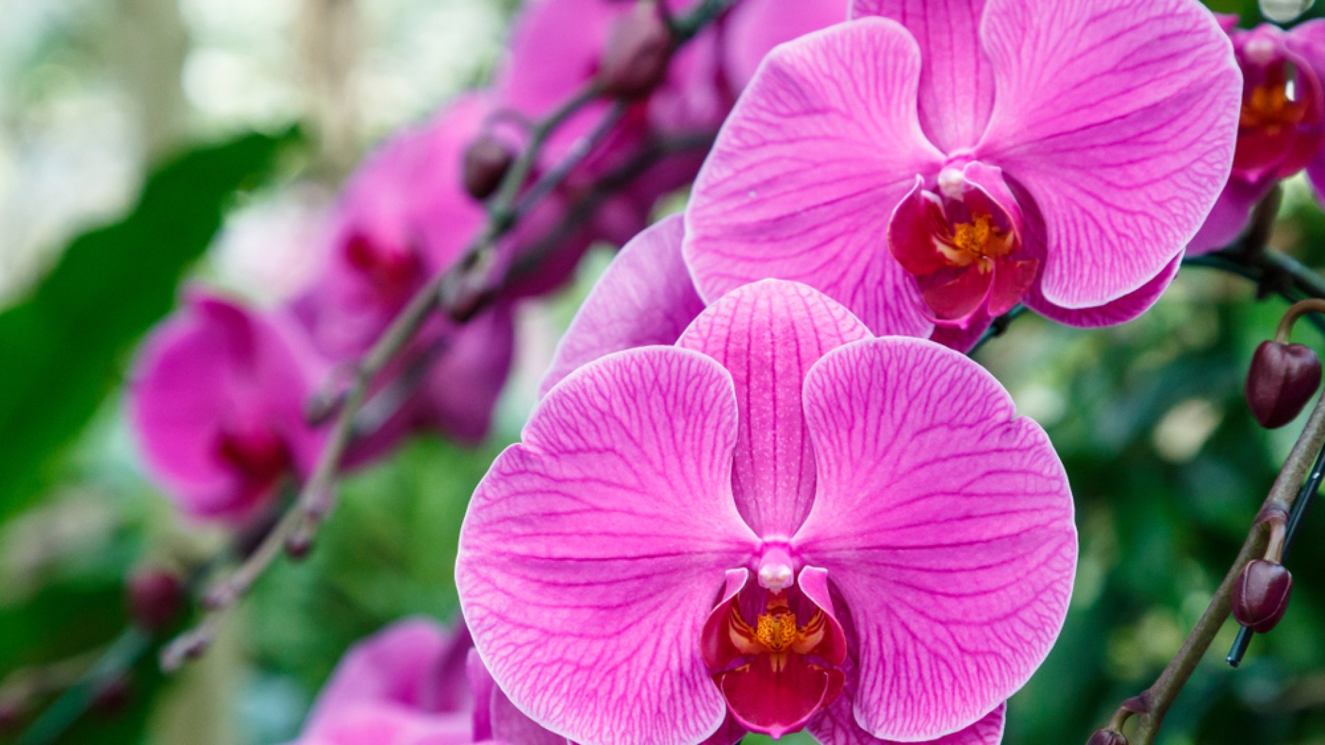 Az orchidea gondozása, nevelése, szaporítása