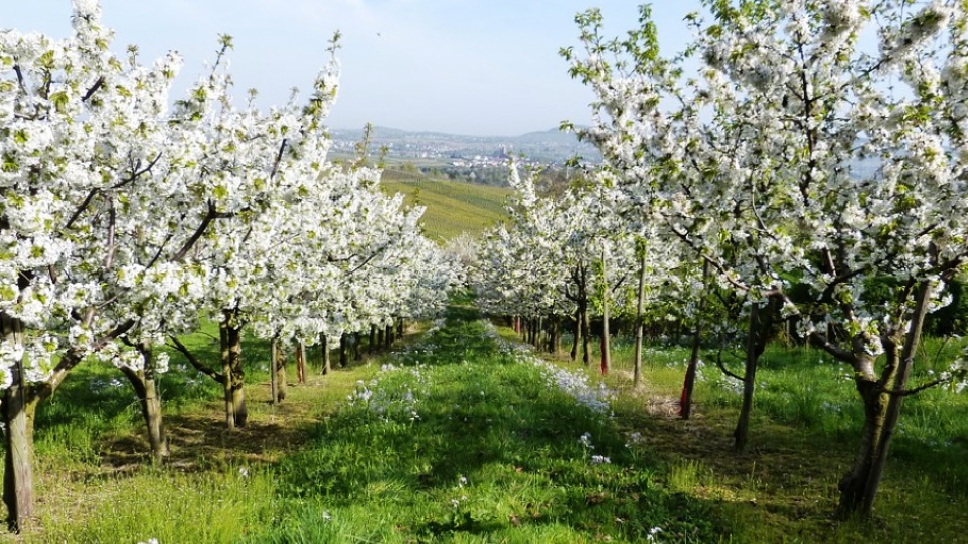 A lemosó permetezés fontossága  