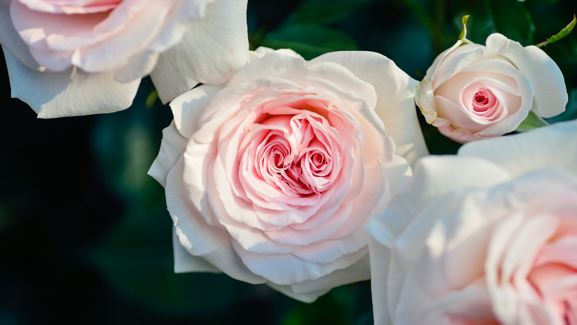 Ezeket a virágokat kell elültetnünk márciusban, hogy egész nyáron virágozzanak! 