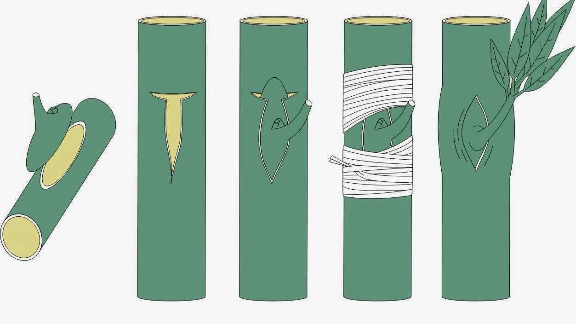 Gyümölcsfák szemzése saját kezűleg – akár kezdőknek is!