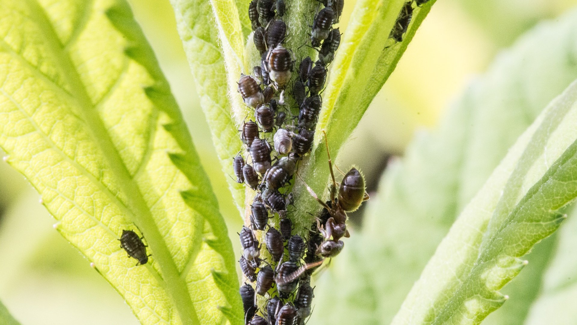 Levéltetvek elleni megoldások