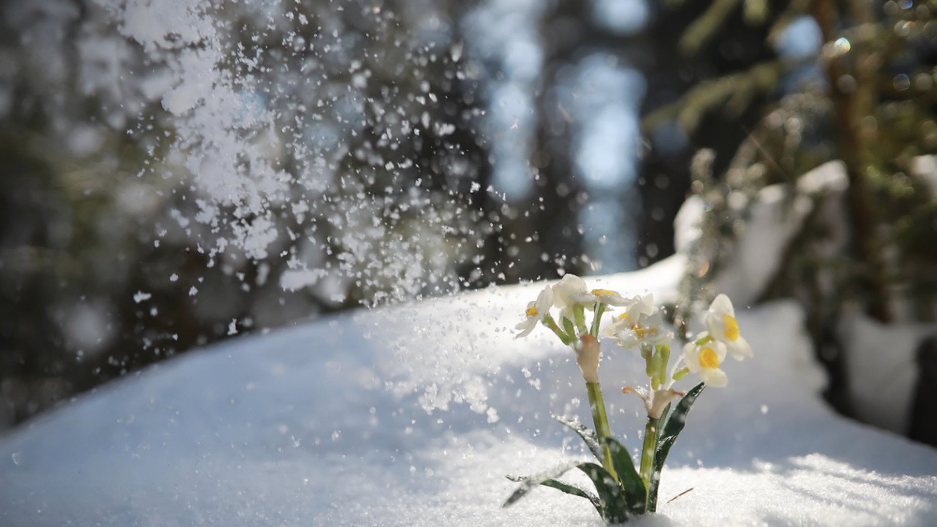 A legfontosabb januári kerti teendők