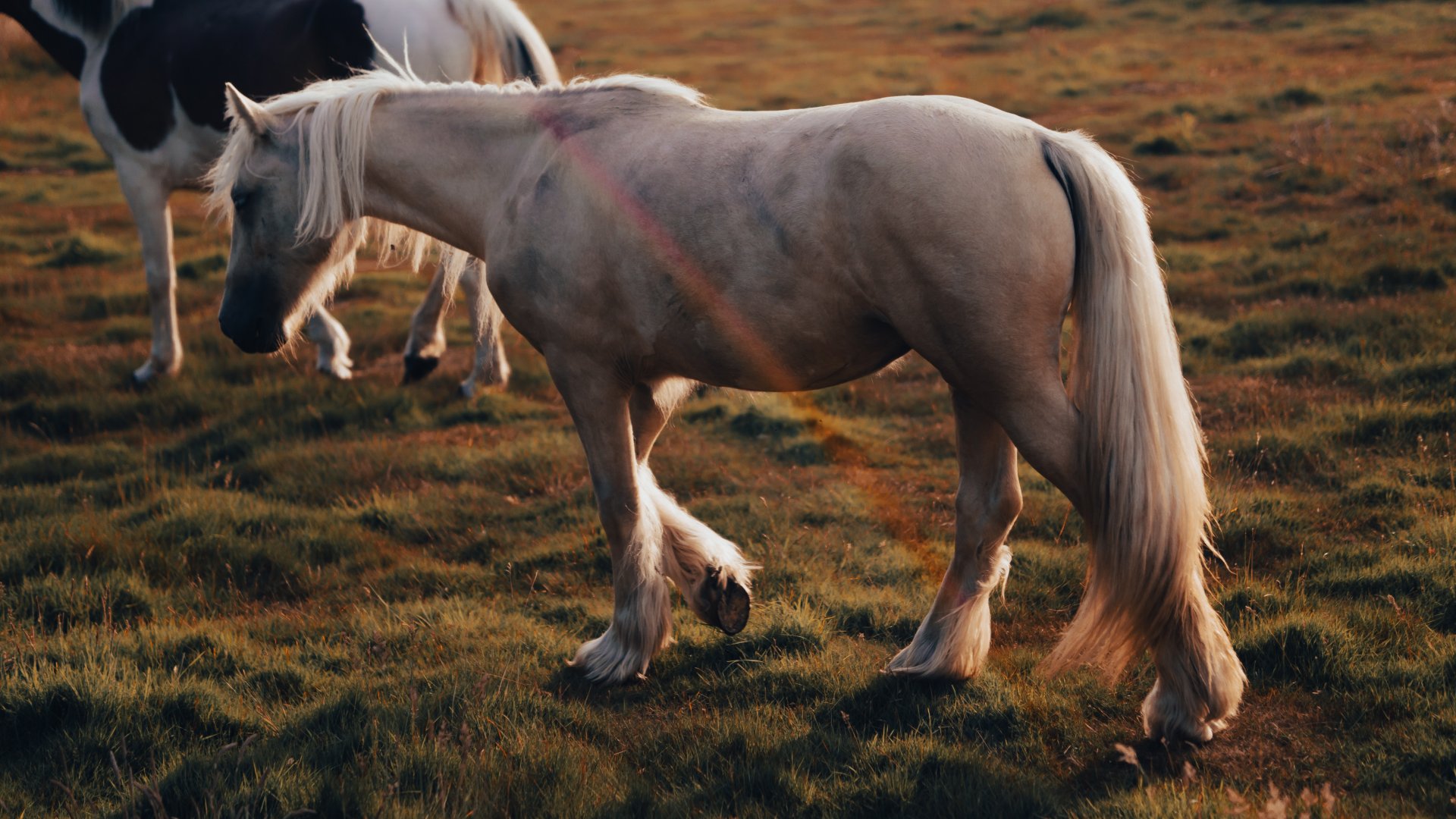 Mindannyiunk büszkeségei – a magyar lófajták  Mindannyiunk büszkeségei – a magyar lófajták