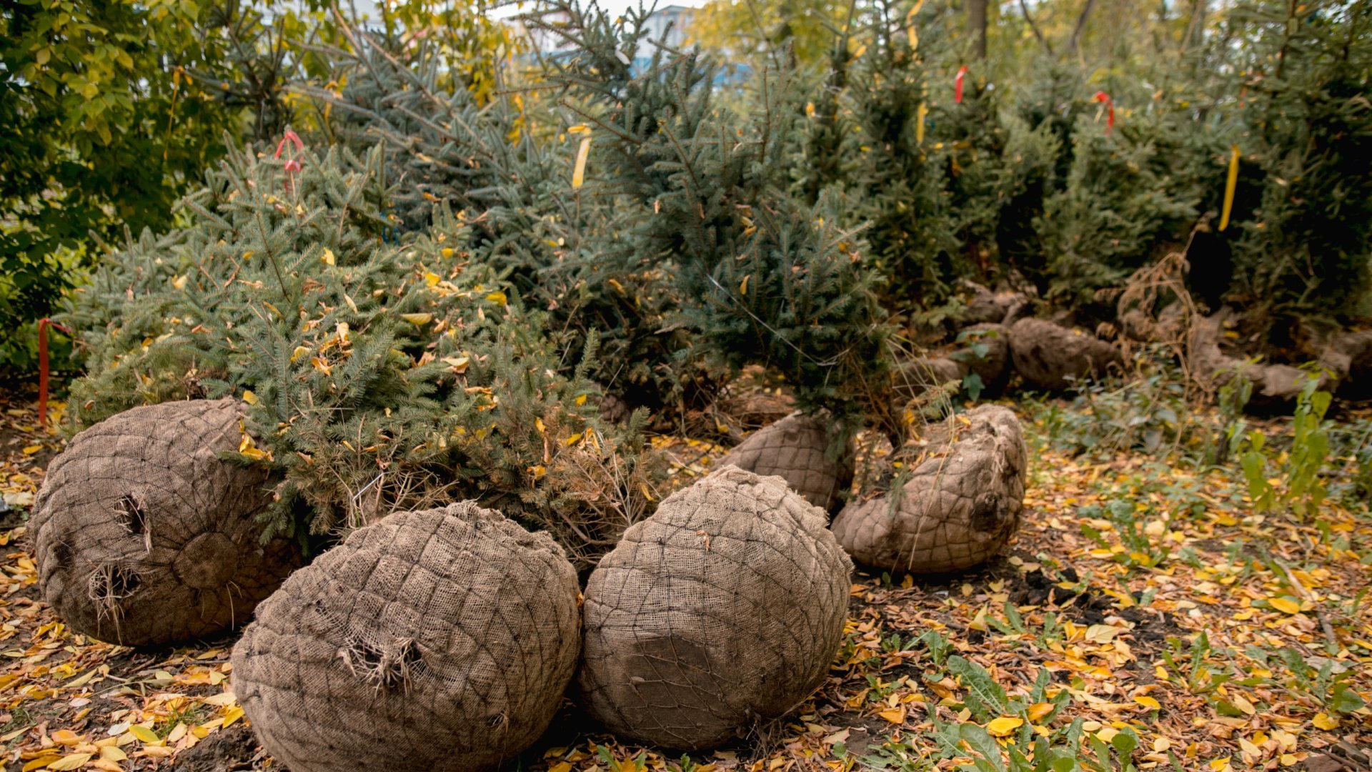 Vásárolj te is földlabdás Karácsonyfát, megmutatjuk, mire kell odafigyelned  Földlabdás Karácsonyfa