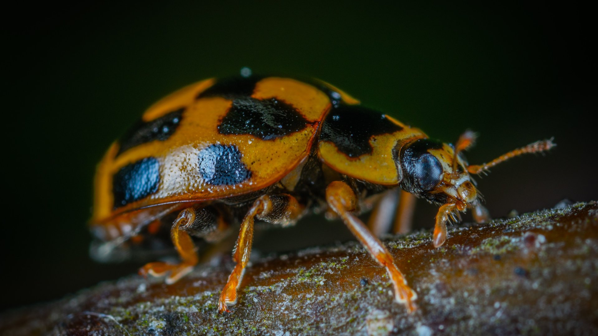 Hogyan védekezhetünk a harlekinkaticák ellen