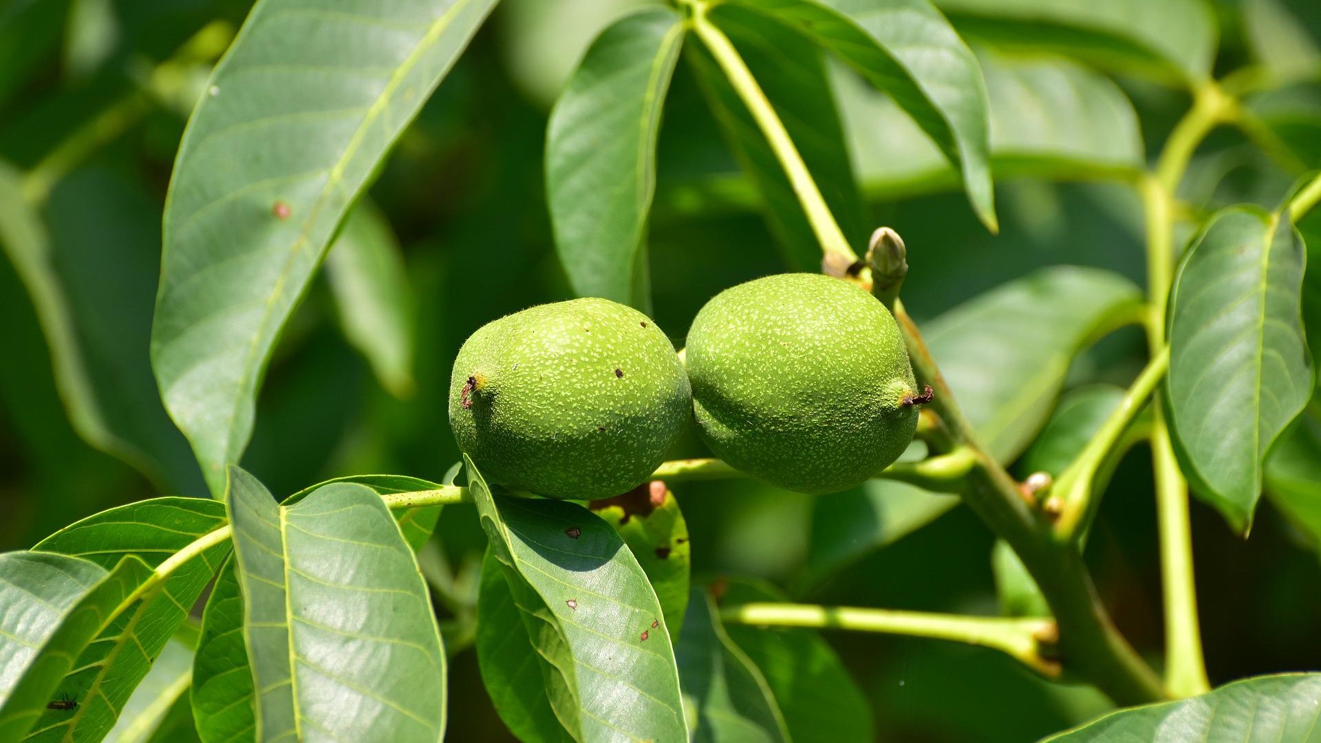 Az örök kérdés a diófalevél. Káros? Avagy mégsem?