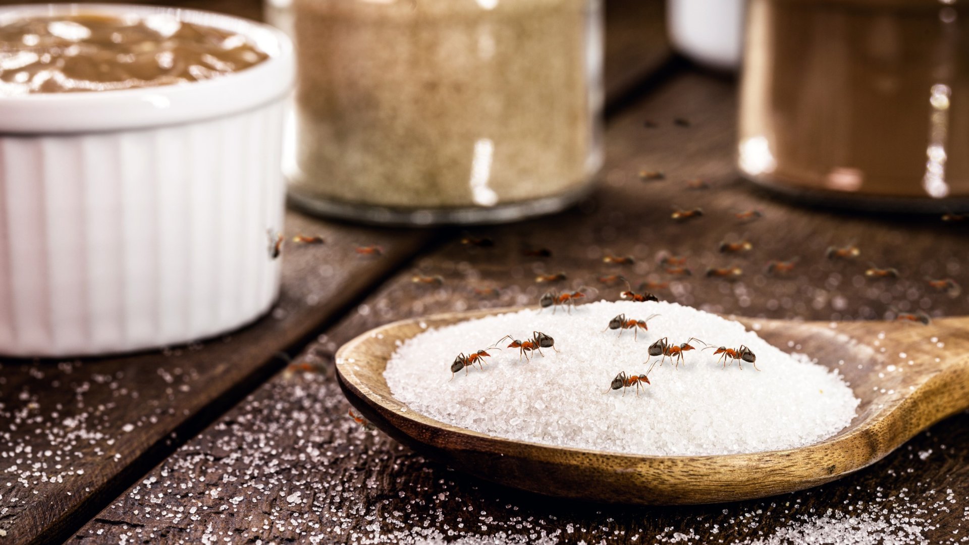 Védekezz hatásosan a hangyák ellen