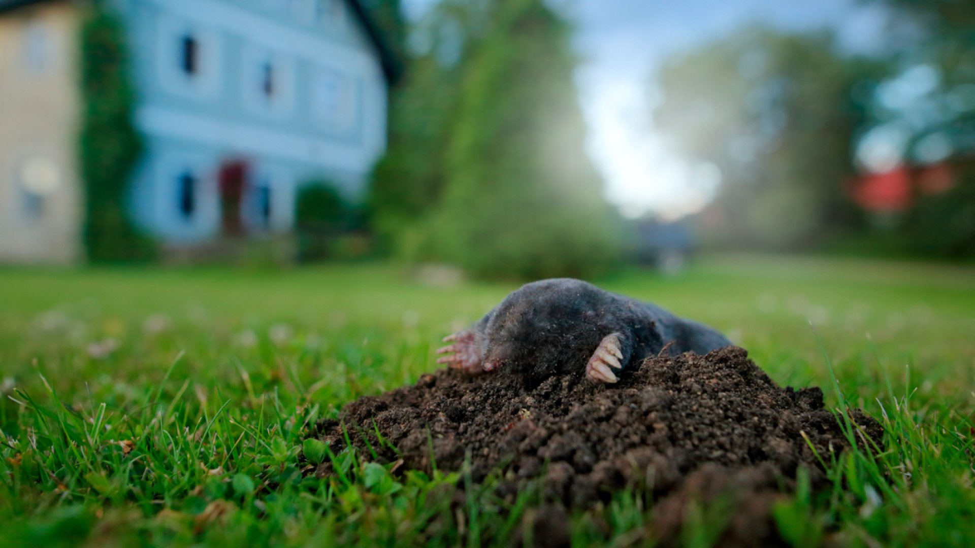Vakond ellen hatásosan
