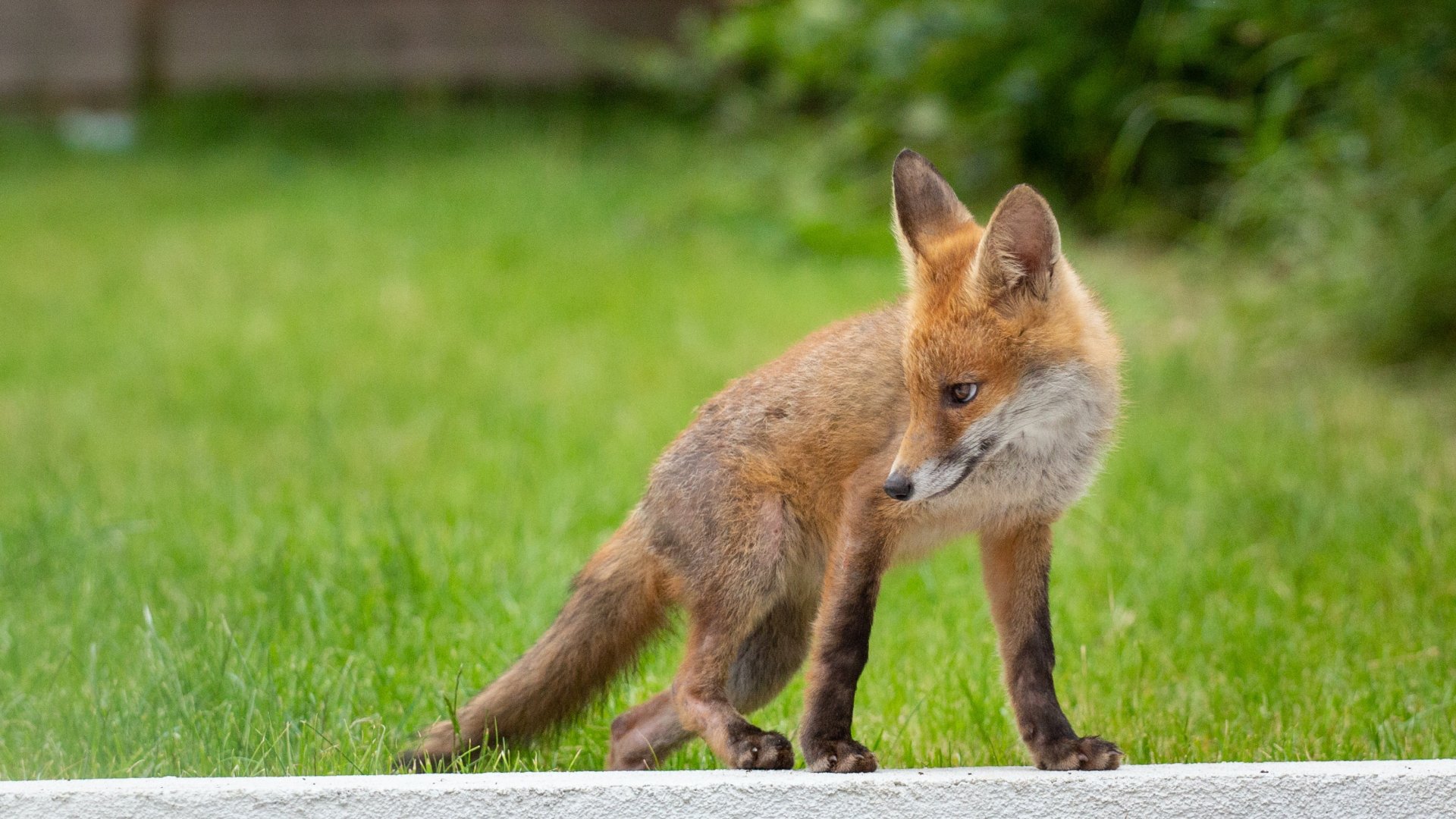 Róka a kertben - Mit tegyünk a váratlan vendéggel? Róka a kertben - Mit tegyünk a váratlan vendéggel?
