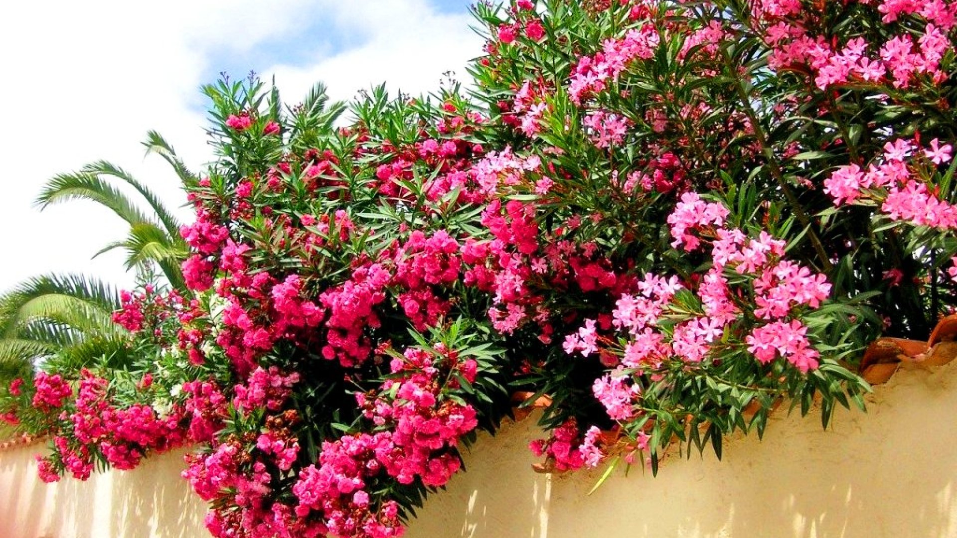 Minden, amit tudni kell a leanderről, gondozásáról, neveléséről 