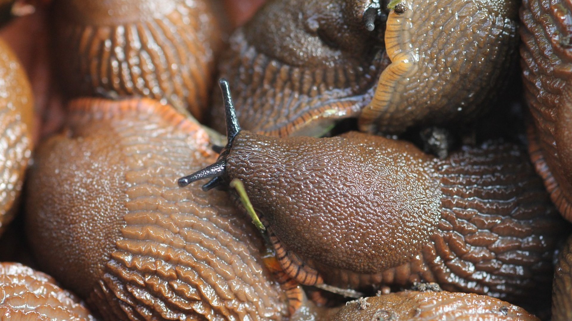 A spanyol házatlan csiga legnagyobb ellensége A spanyol házatlan csiga legnagyobb ellensége