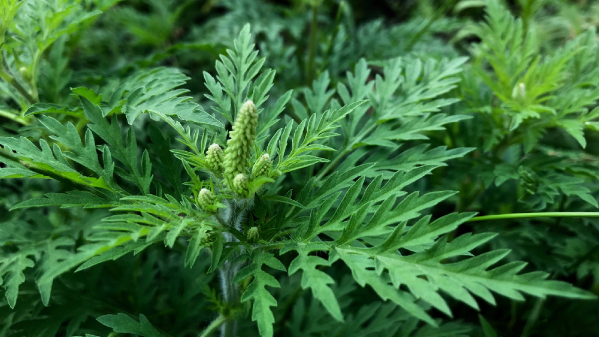 Bírság és kényszerkaszálás a parlagfű miatt