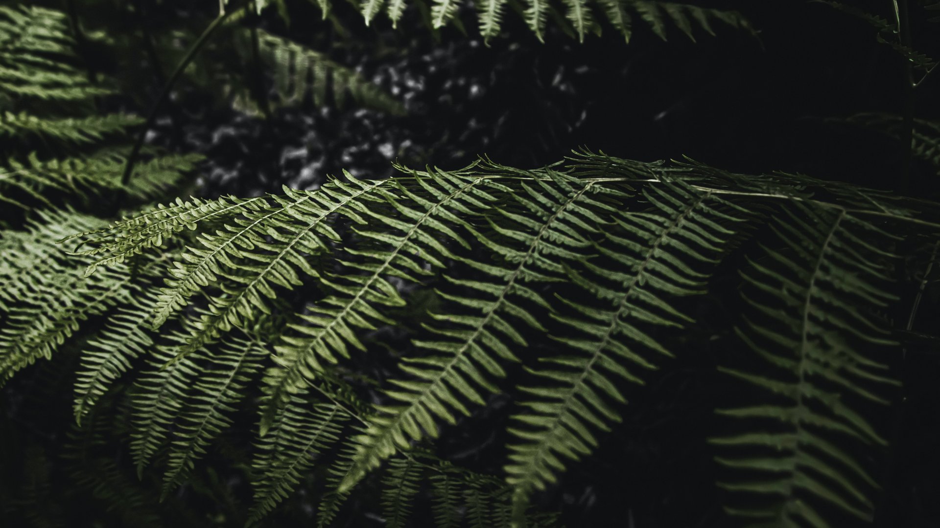 Pusztít a fitoftóra