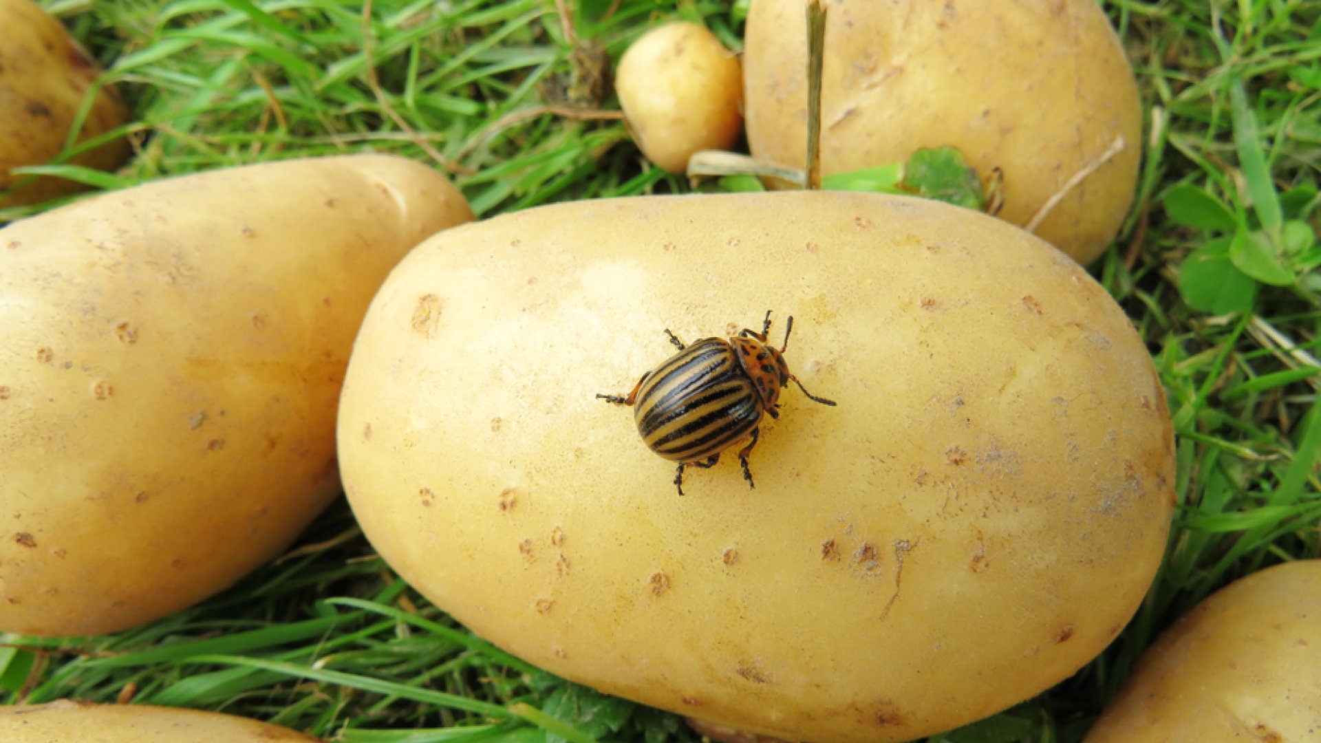 Így védekezz a krumplibogár ellen
