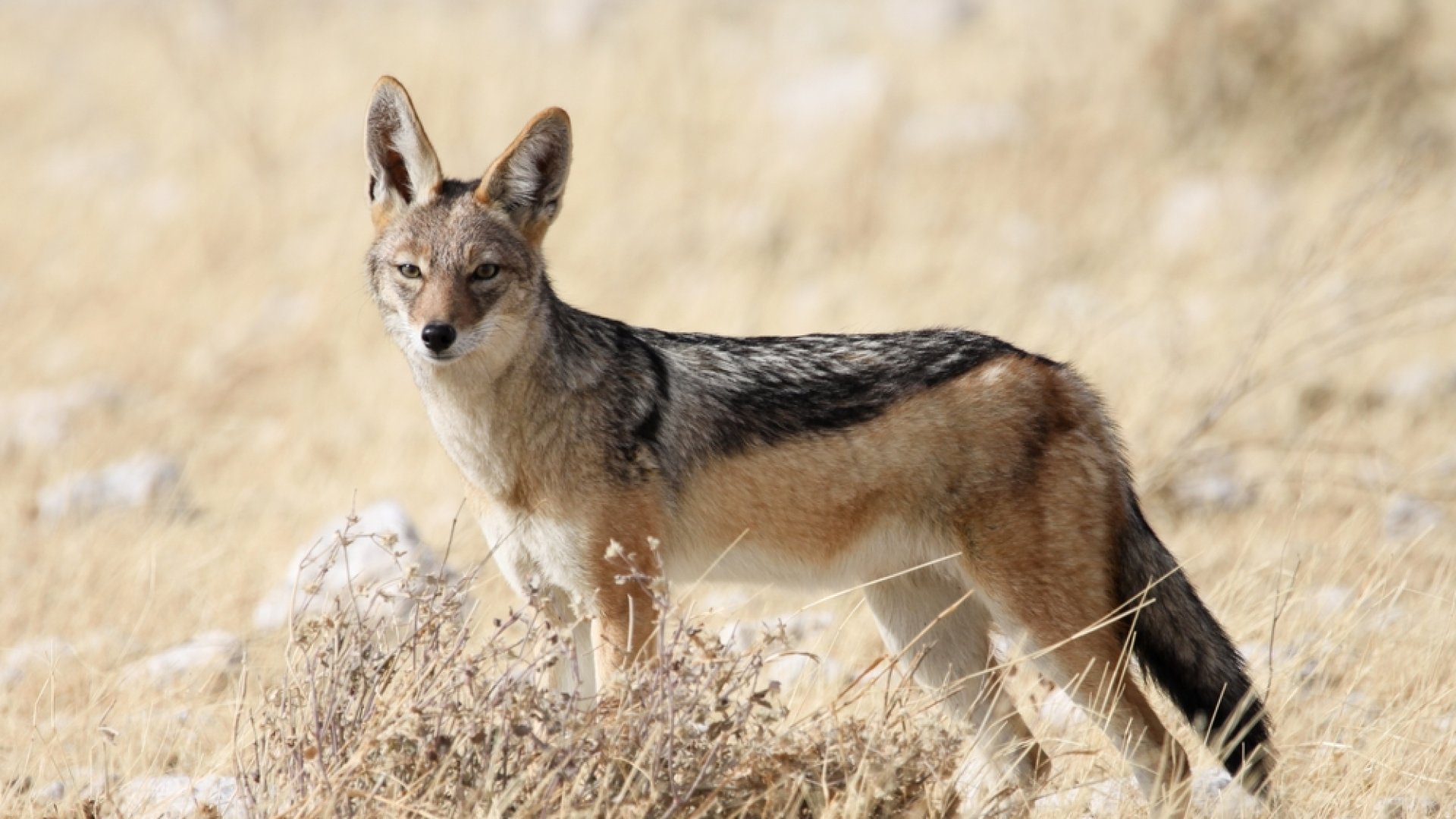 Szükségünk van a sakálokra Szükségünk van a sakálokra