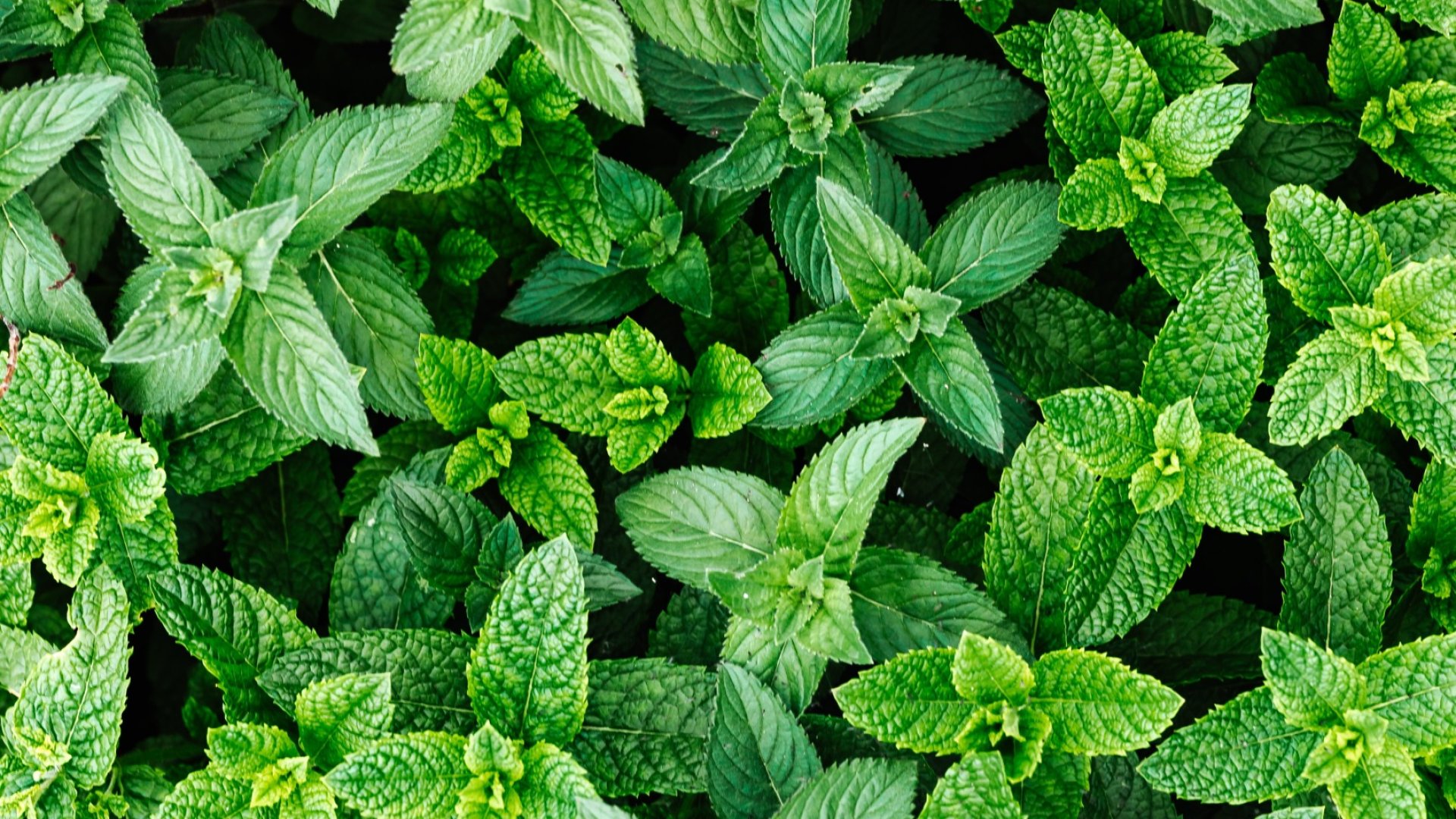 A menta számos hasznos tulajdonsága miatt közkedvelt növény még a macskák körében is