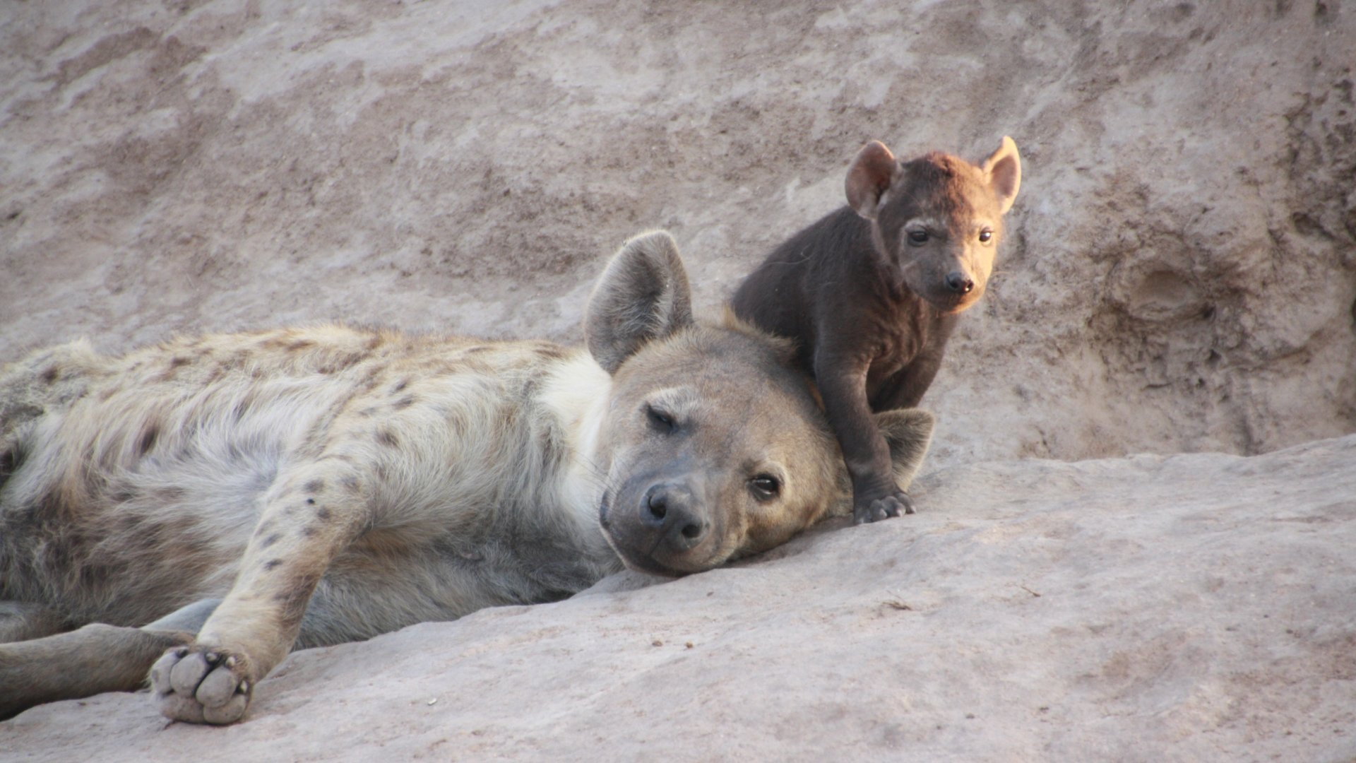 Az intelligens foltos hiéna