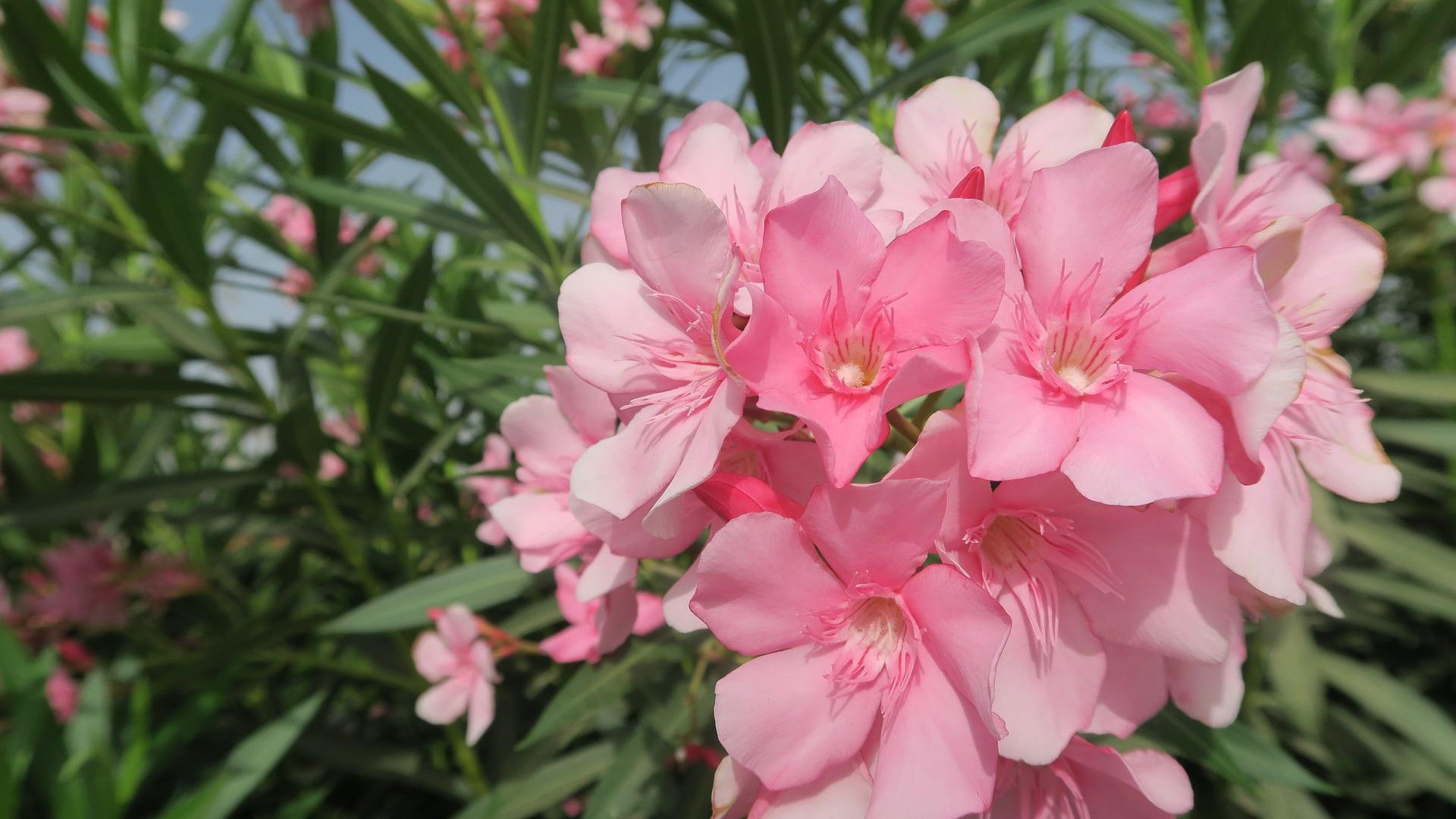 Mérgező növények, melyekkel vigyázni kell