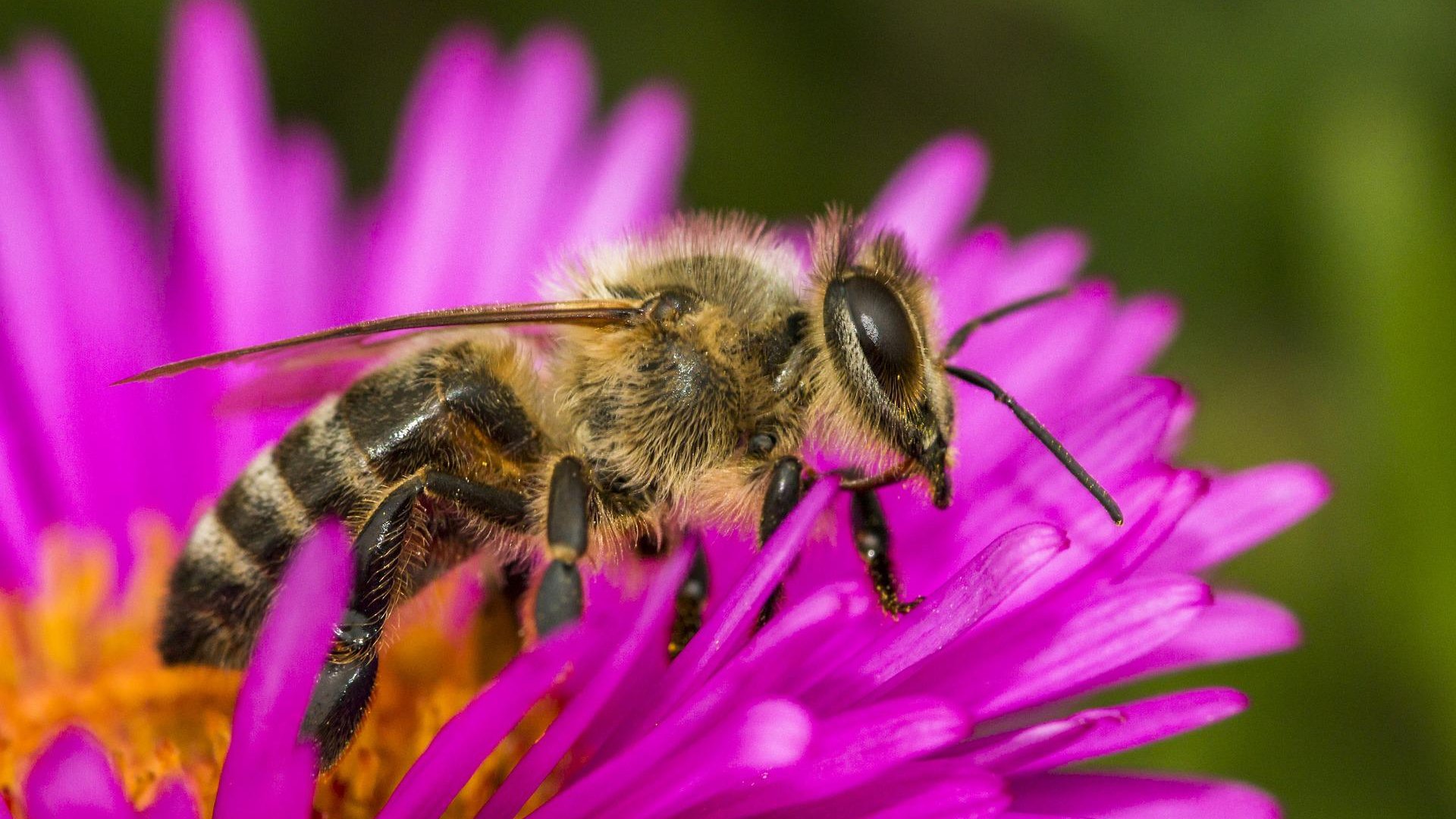 A méhek mint "orvosok":egy régi-új gyógymód-a méhterápia