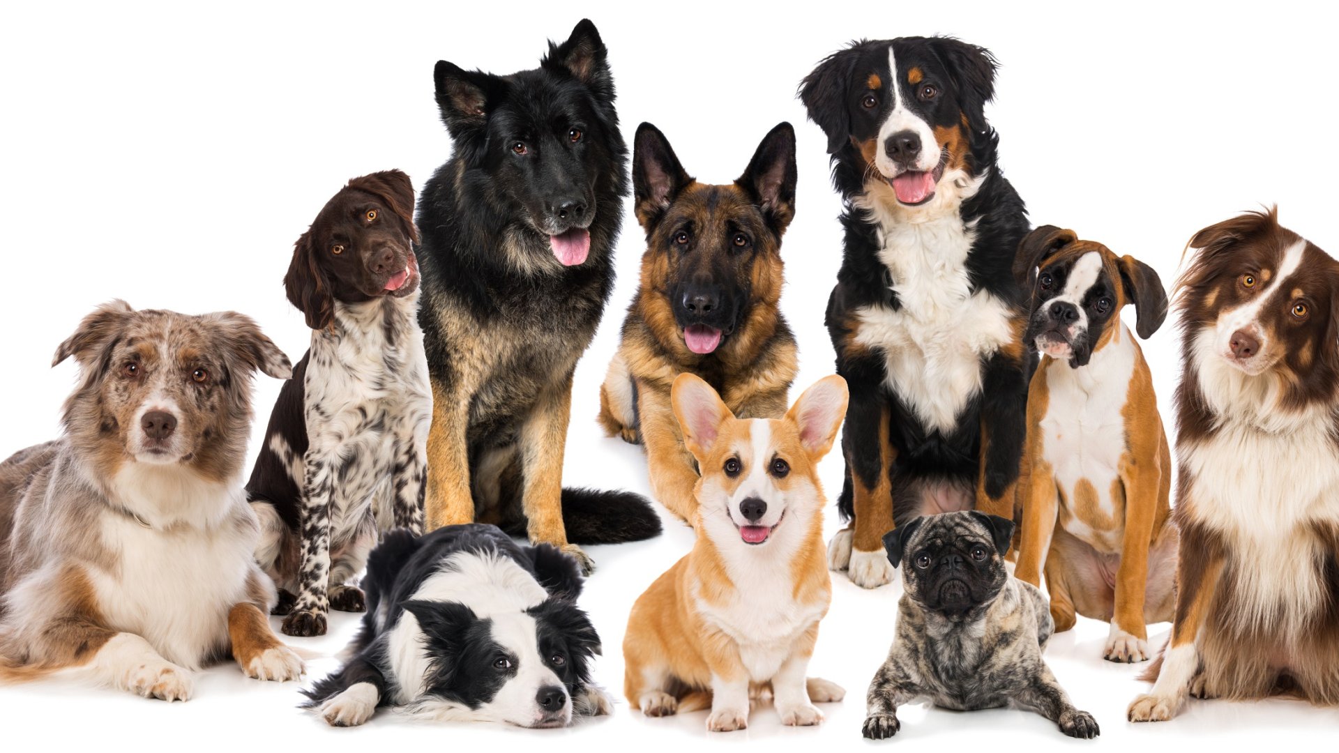 A legveszélyesebb kutyafajták