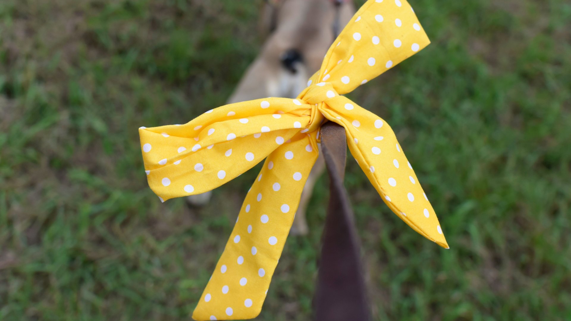 Mit jelent a sárga szalag a kutya pórázán?