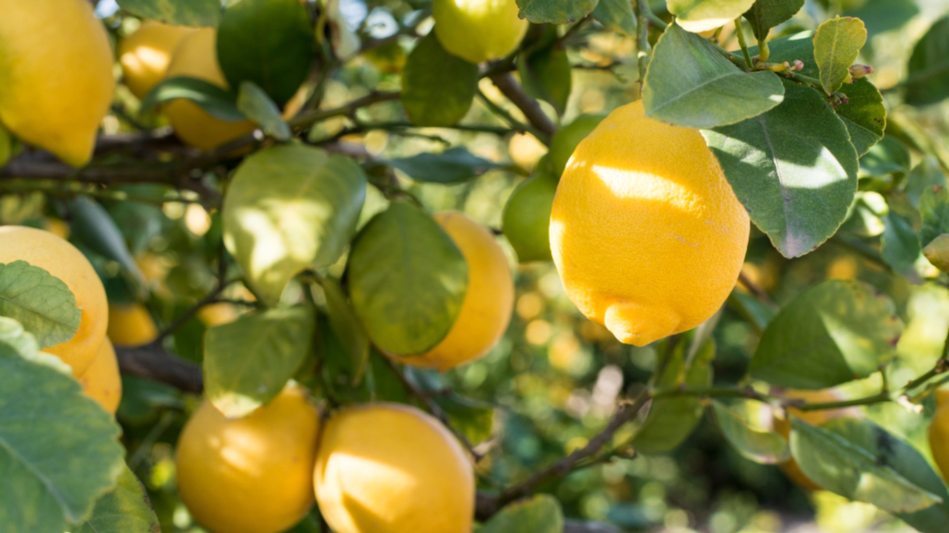 Citrusfélék teleltetése | Elmaradhatatlan fontos feladatok! Citrusfélék teleltetése | Elmaradhatatlan fontos feladatok!