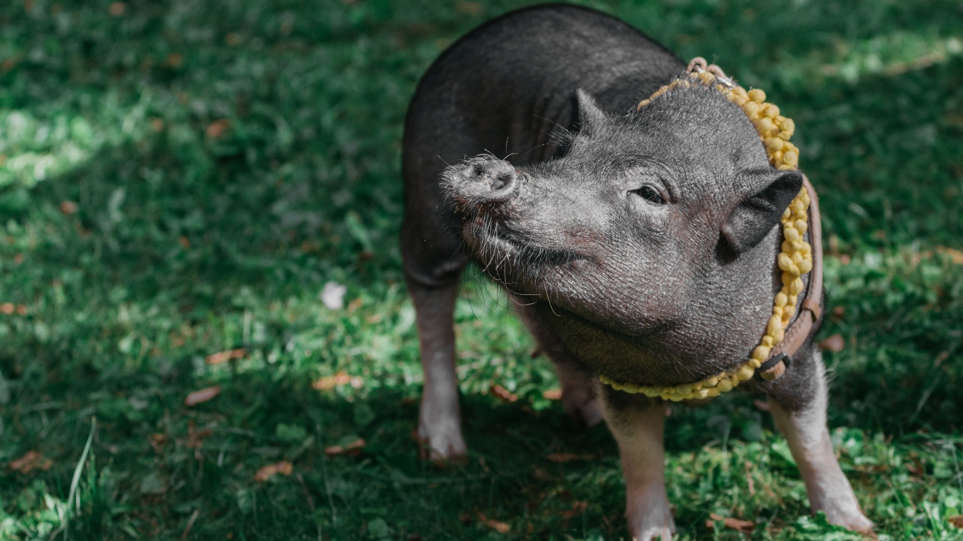 A mangalica bemutatása, jellemzői A mangalica bemutatása, jellemzői