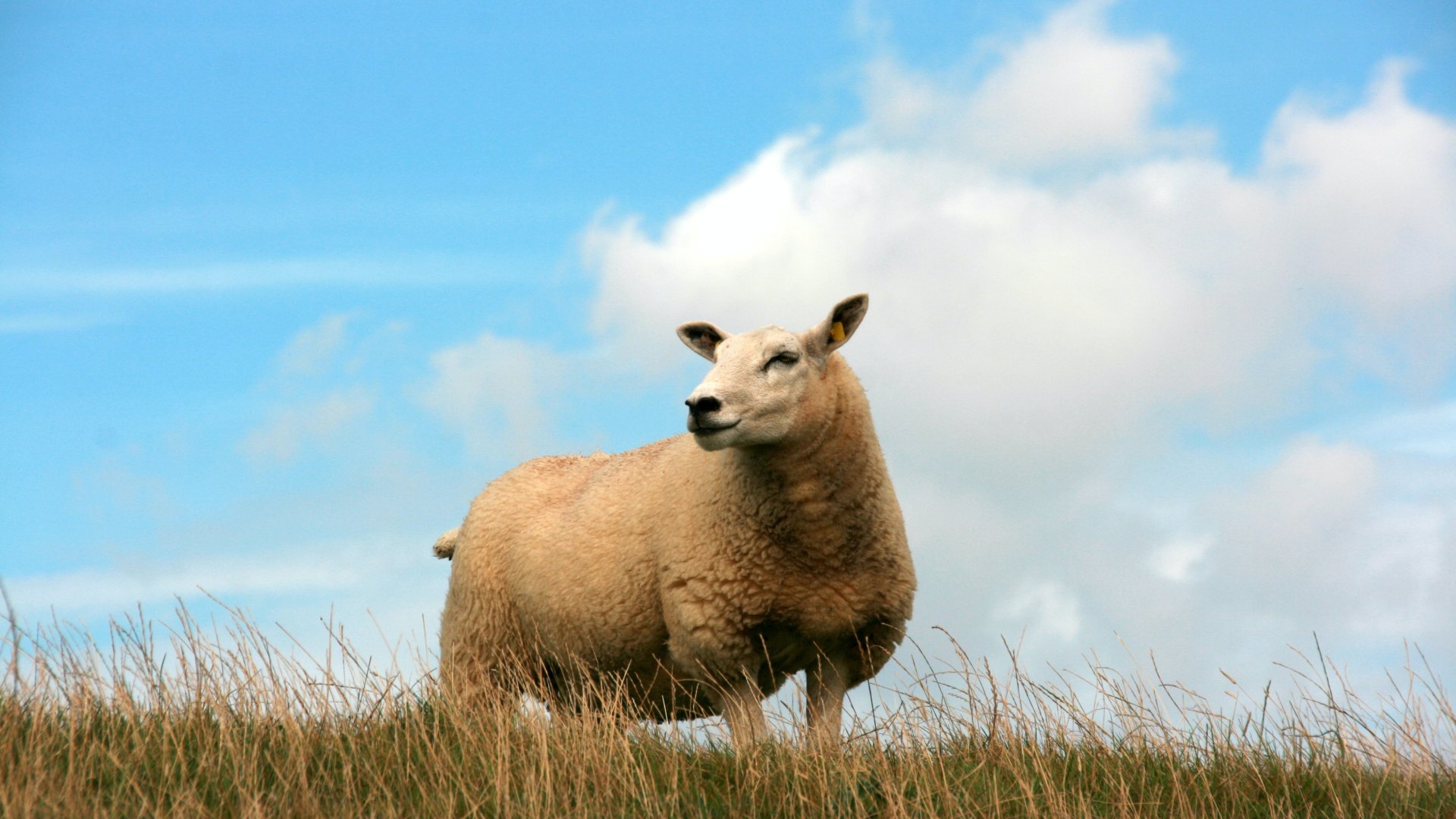 A Cigája