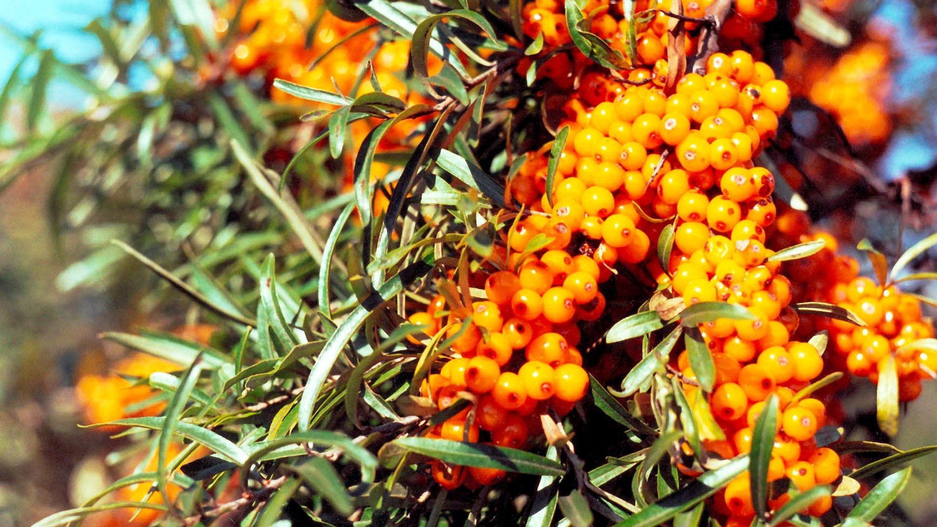 A te kertedben is ott a helye a homoktövisnek