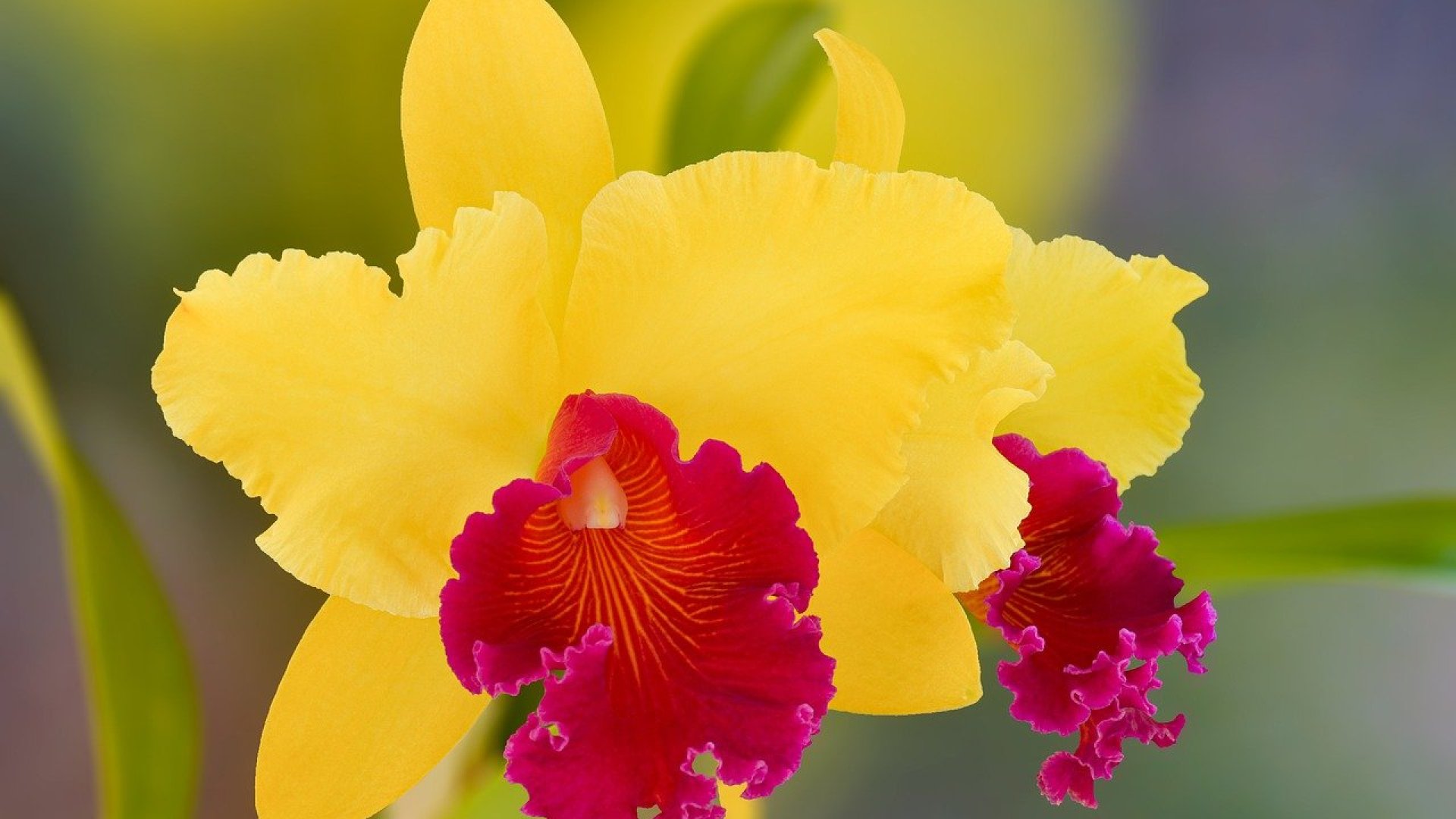 Cattleya orchidea Cattleya orchidea