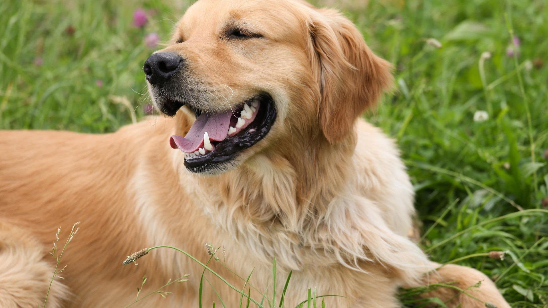 Miről beszél kutyánk farka? Miről beszél kutyánk farka?