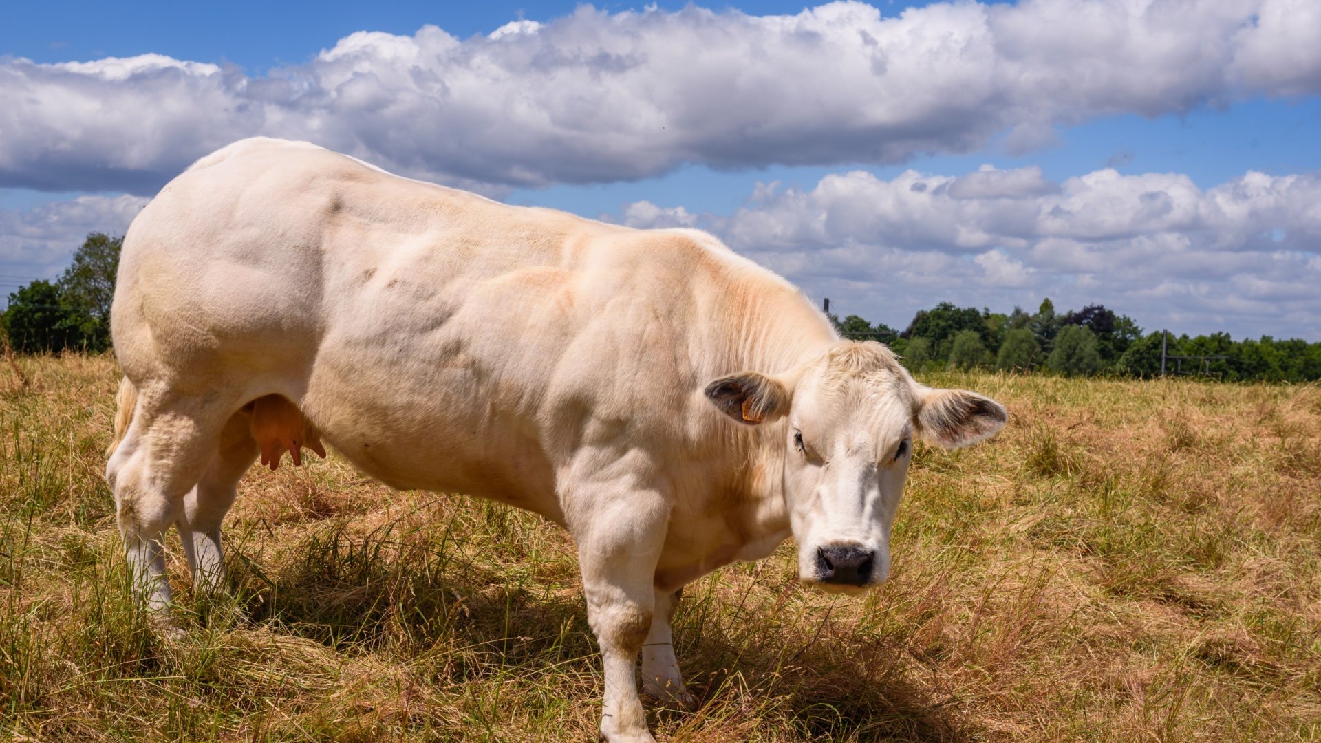 Egy érdekes állat a fehér-kék belga