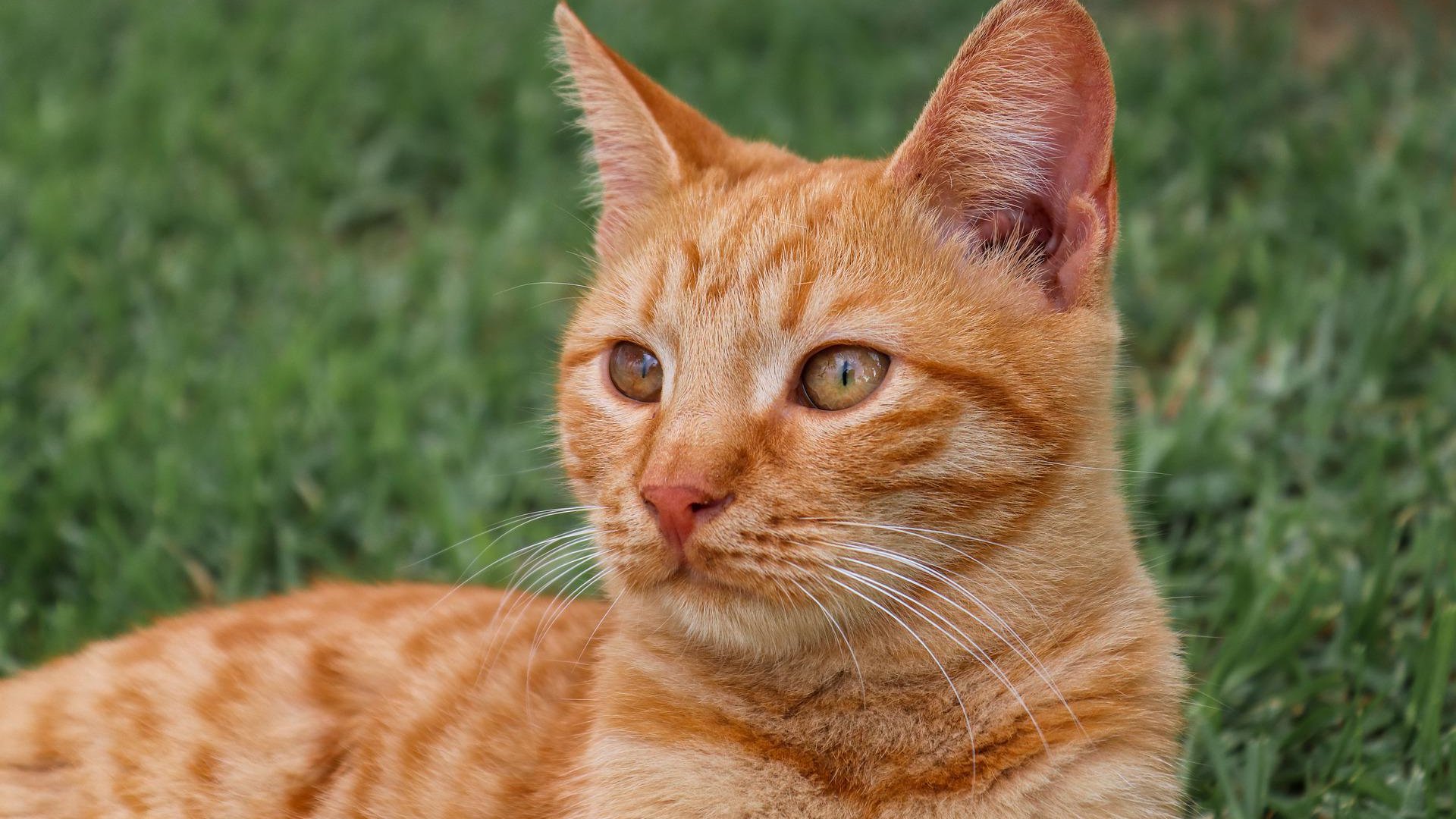 Tudd meg, hogy miért esznek a macskák füvet!