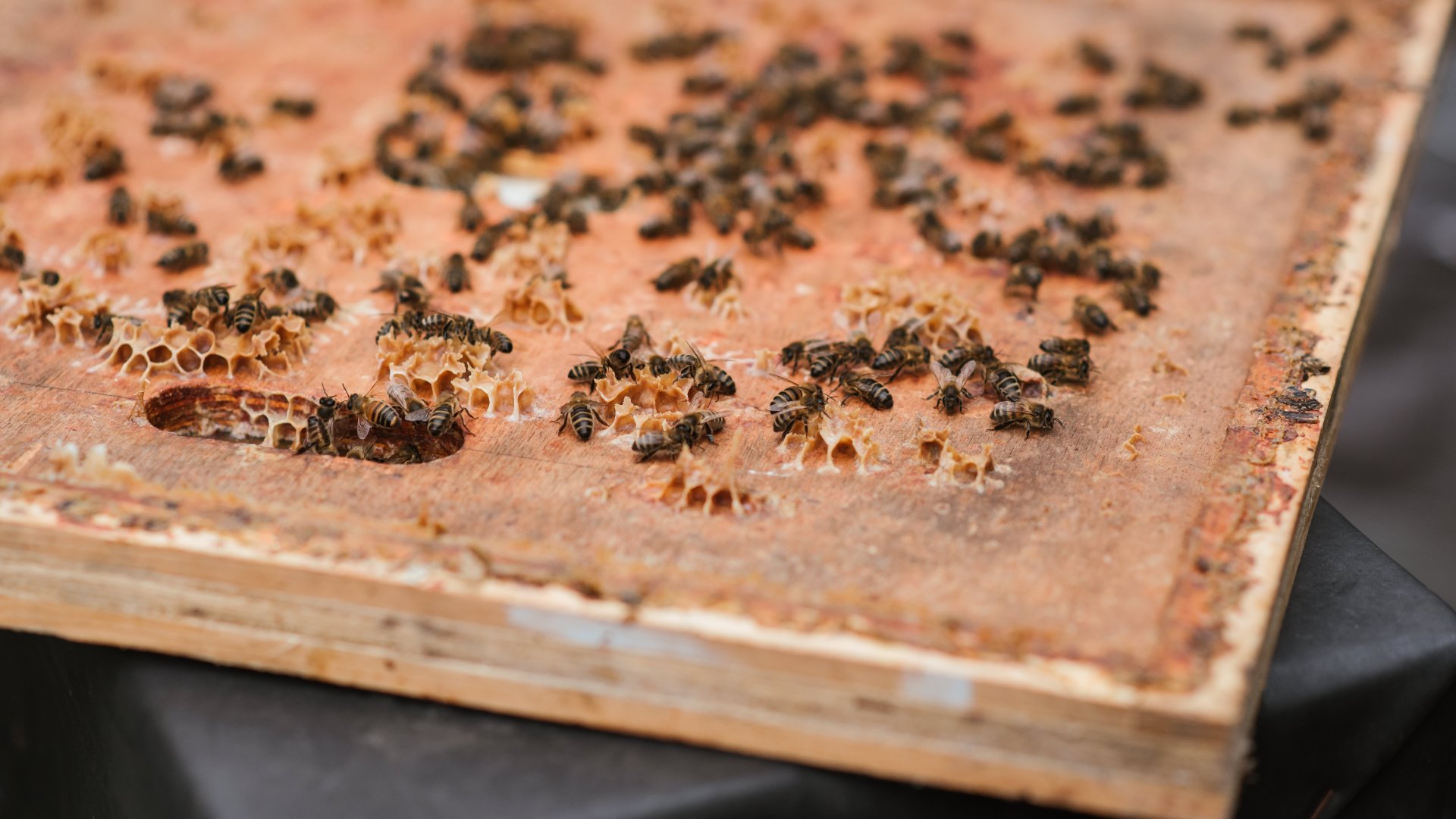 Védelmet a méheknek! 