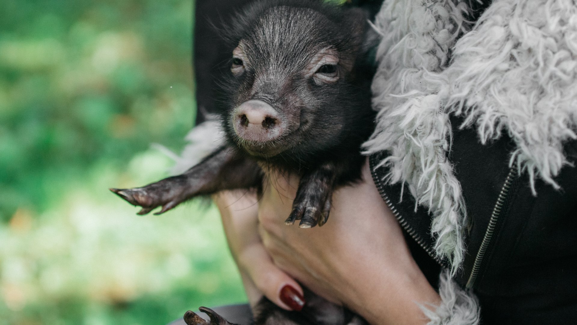 Tavaszi malac vásárlás, háztáji hizlalás Tavaszi malac vásárlás, háztáji hizlalás