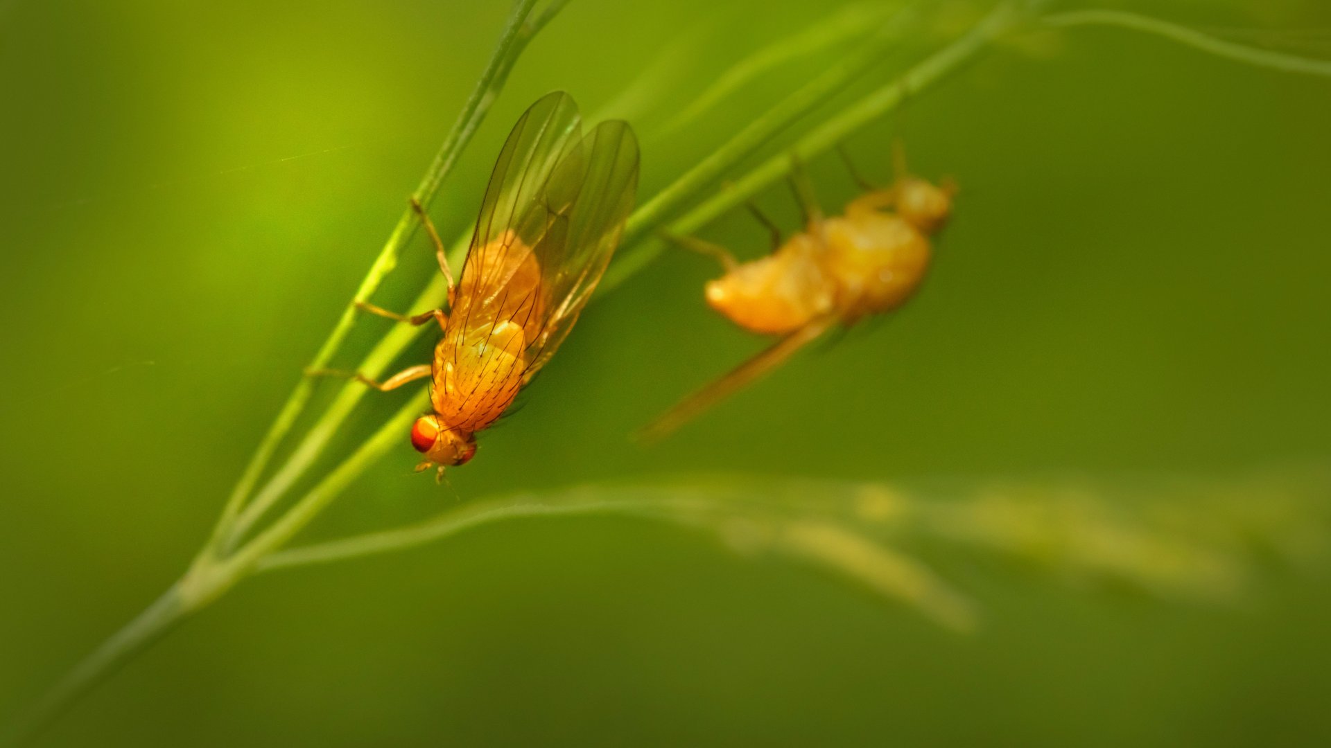 Új kártevő tűnt fel Magyarországon