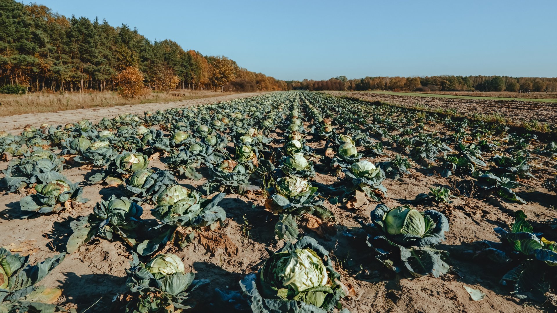 A savanyú káposzta számos betegség ellen véd A savanyú káposzta számos betegség ellen véd