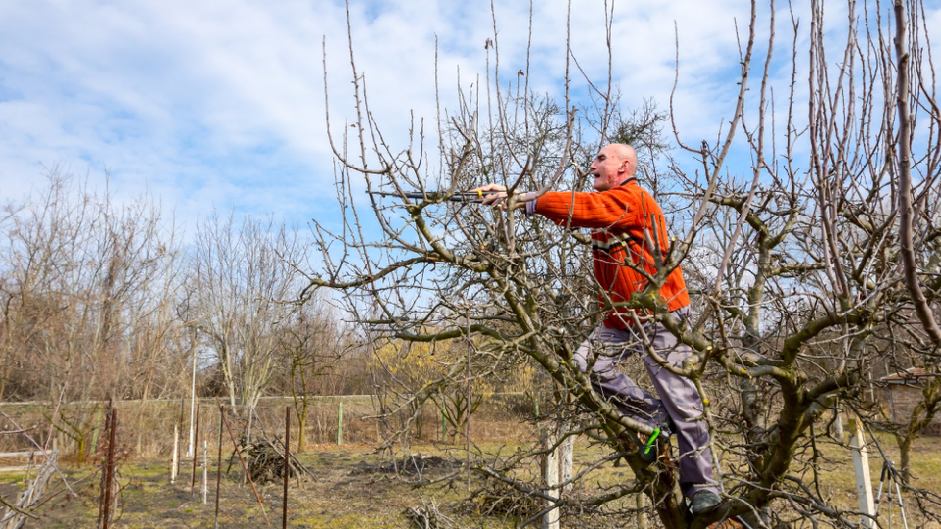 Nagyon hasznos szakértői tanácsok a gyümölcsfák tavaszi metszéséről!  Nagyon hasznos szakértői tanácsok a gyümölcsfák tavaszi metszéséről!