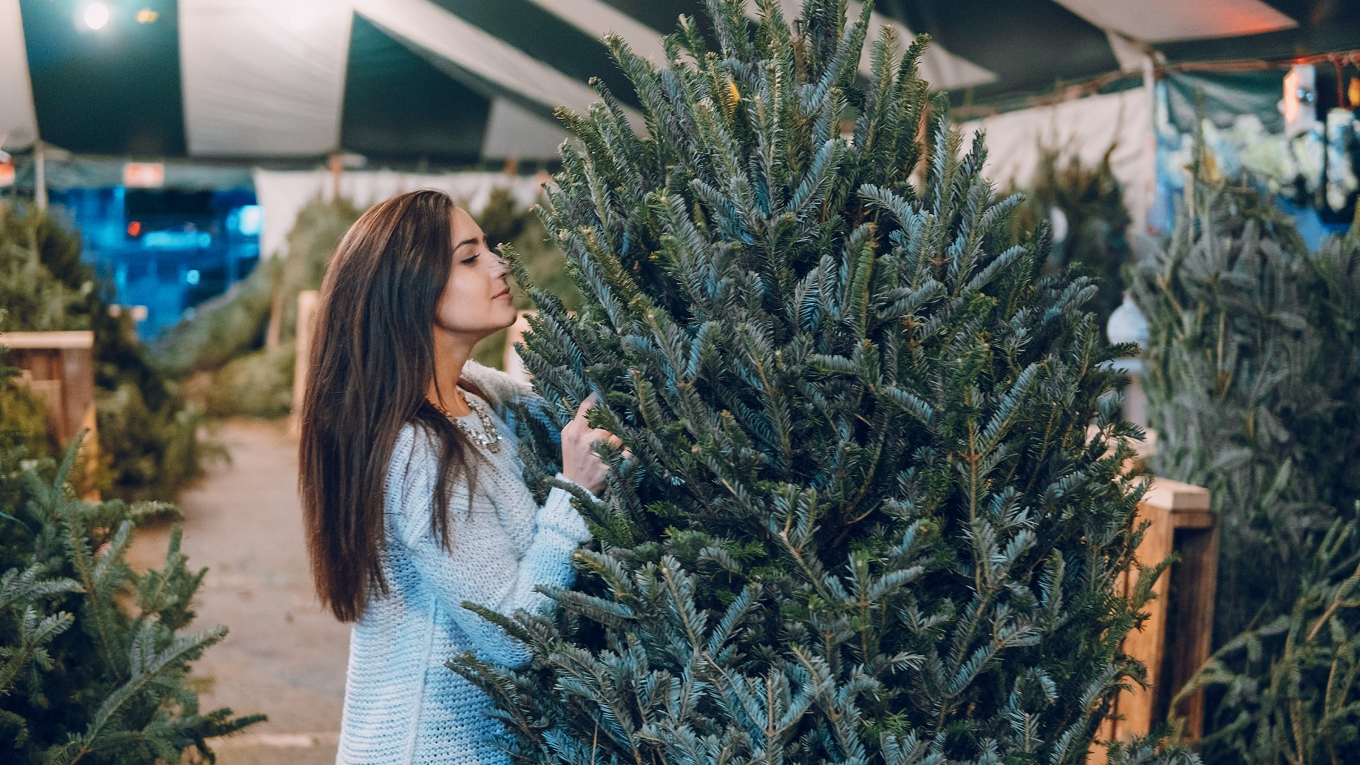 Milyen fenyőfát válasszunk Karácsonyra?