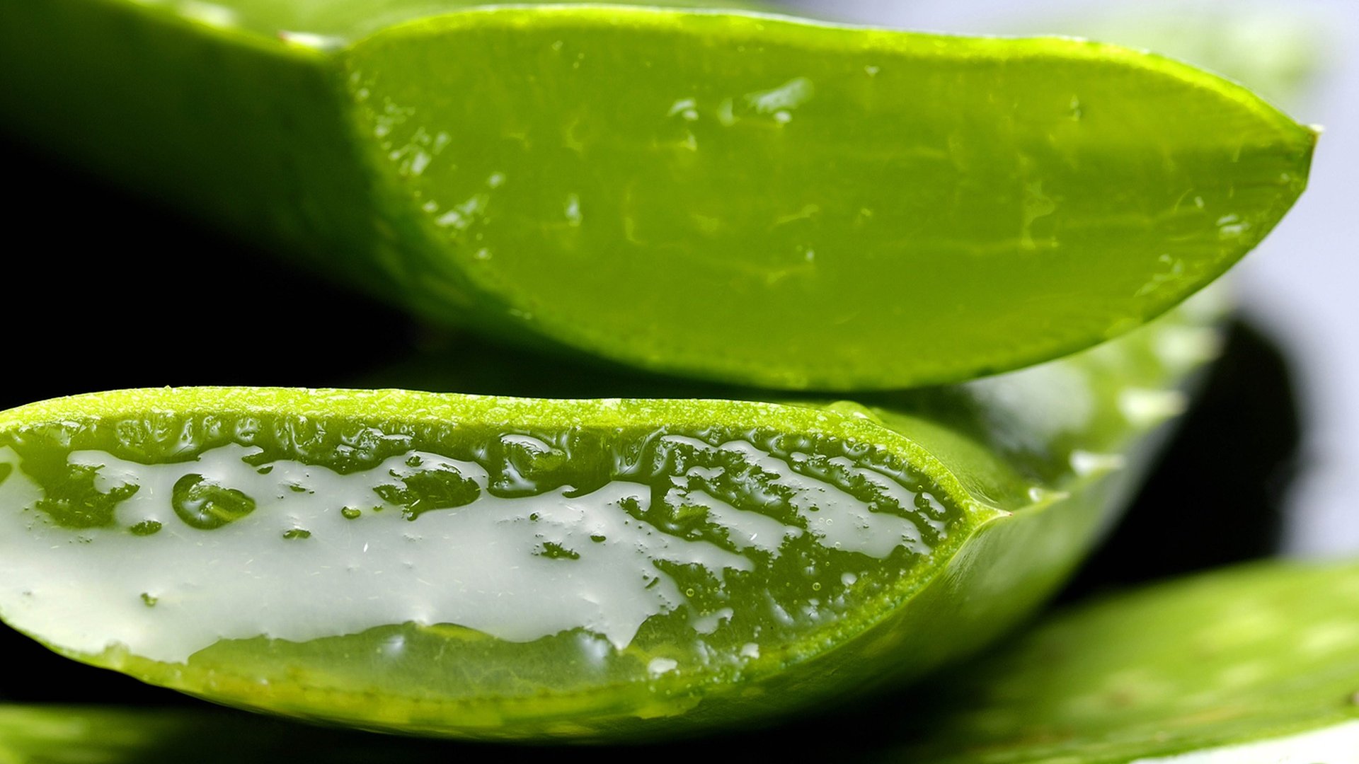 Csodálatos Aloe Vera